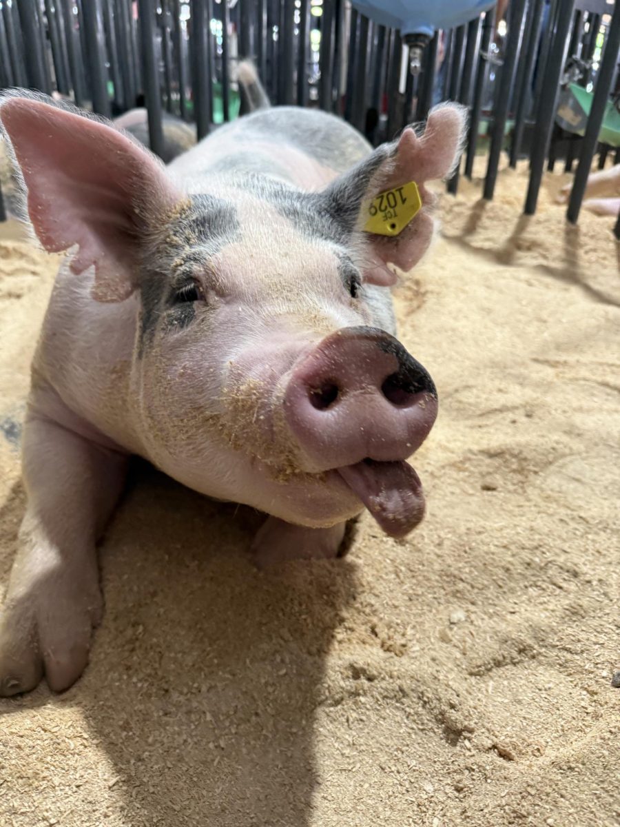  Melanie Delgaillo's pig, Pansita.
Photo courtesy of Miss Pike. 
