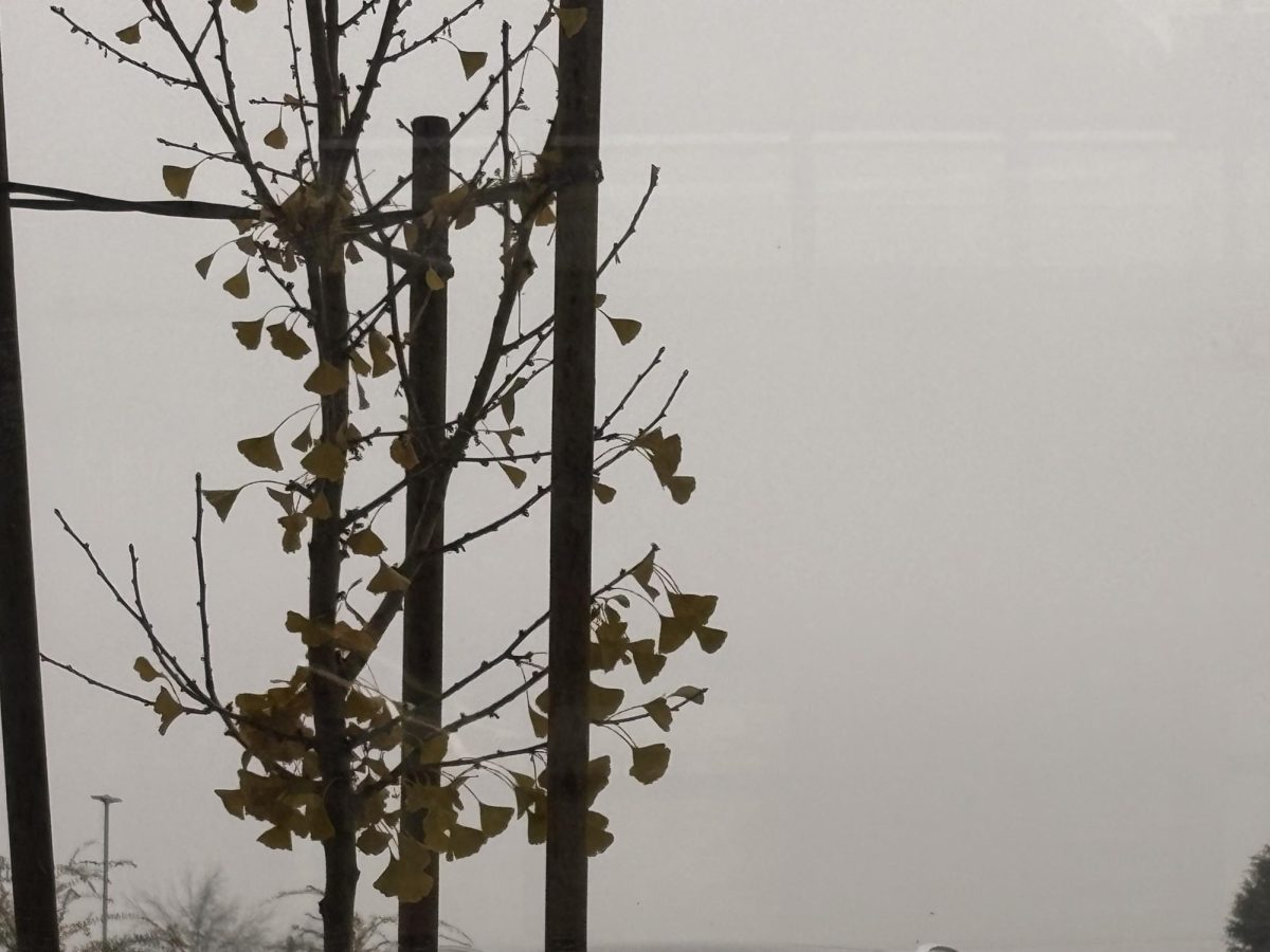 Just a touch of how foggy it is (December 16th)