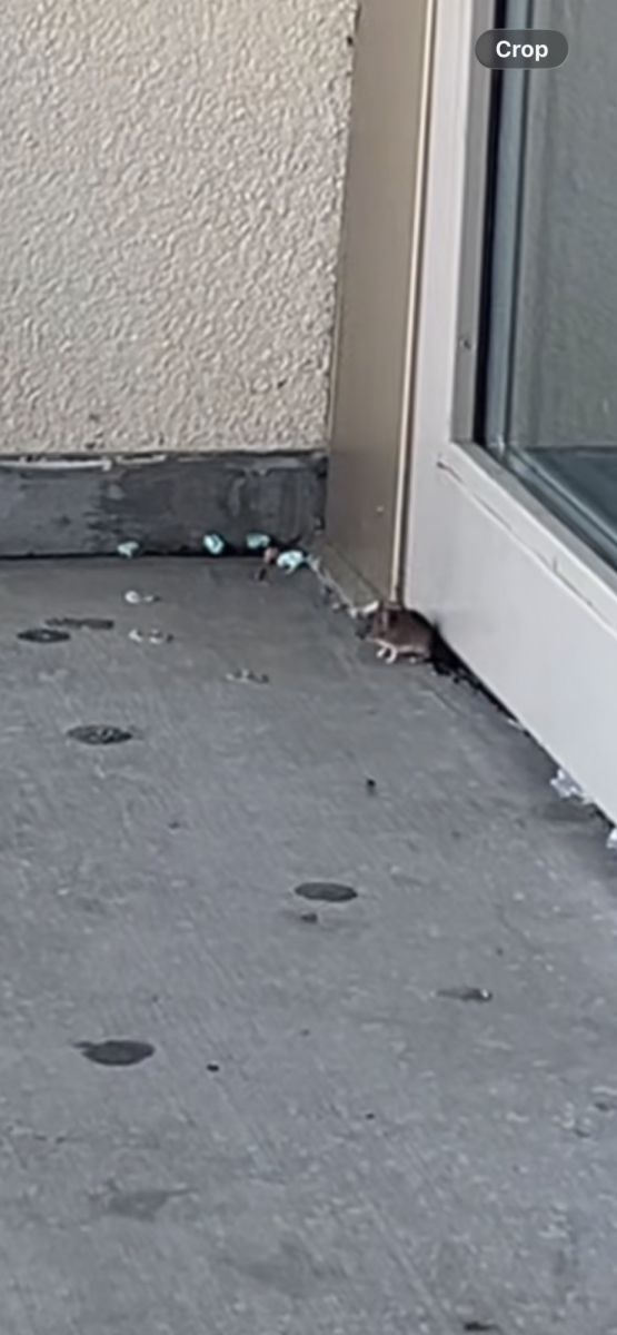 Mouse spotted by Lecture Hall 